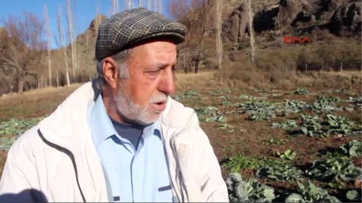 Erzurum Tarladaki Lahanaları Çaldılar