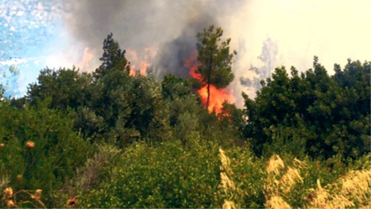 Polenezköy\'de Orman Yangını Çıktı