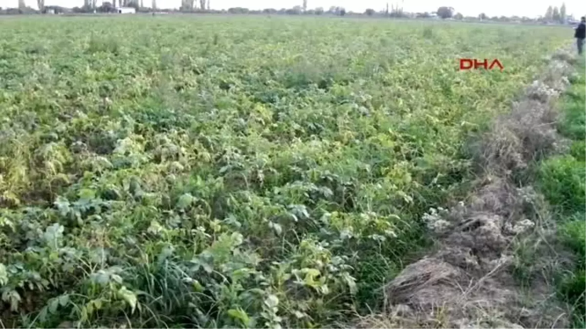 İzmir Bu Patatesler Organik