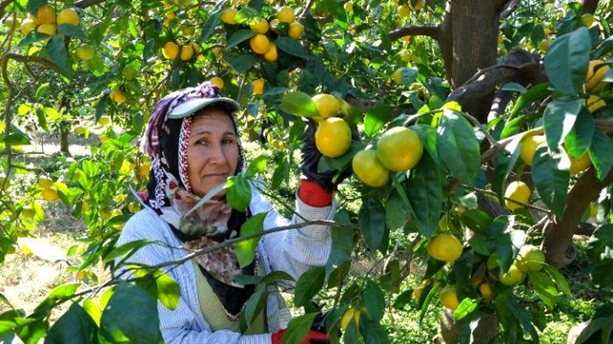 Narenciyede Fiyat Tırmanışı Sürüyor