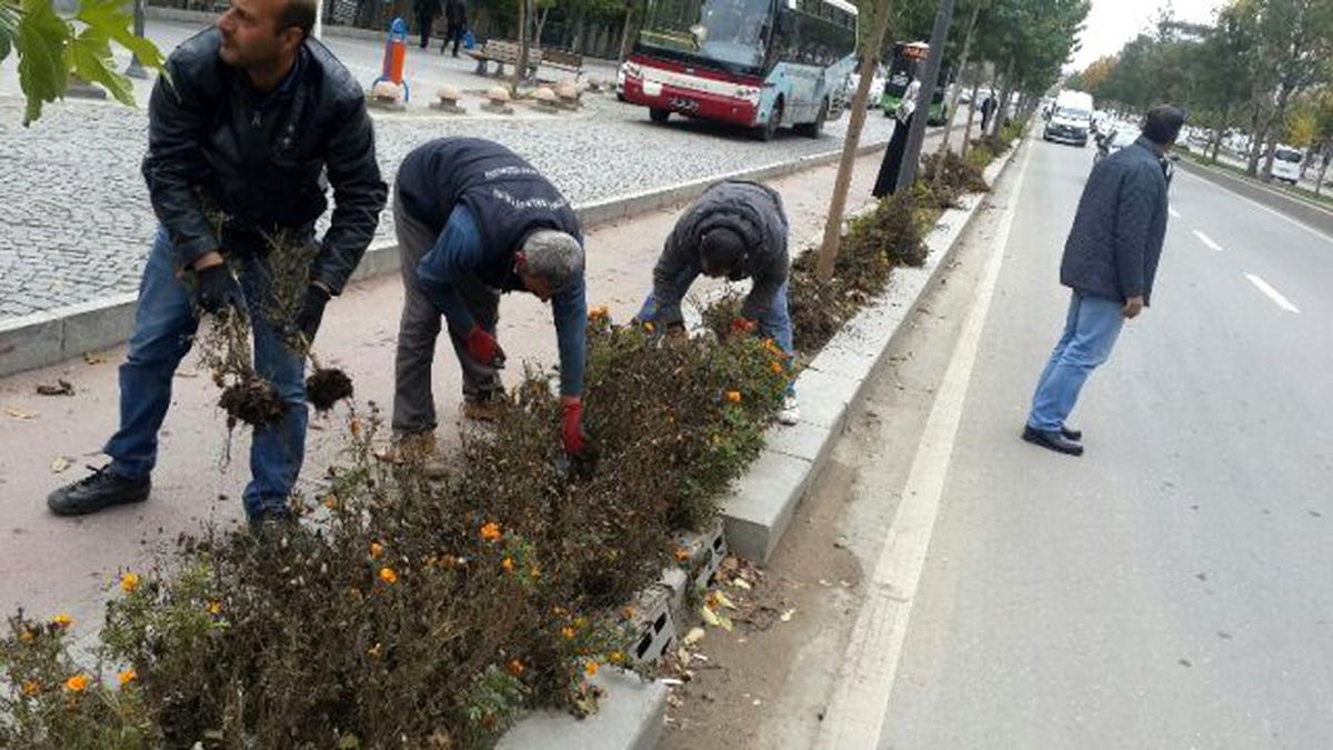Soğuklar Nedeniyle Çiçekler Bahçelerden Söküldü