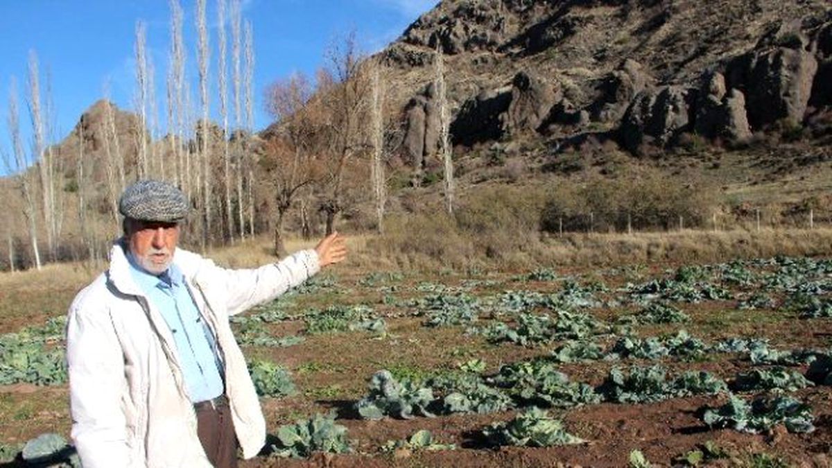 Tarladaki Lahanaları Çaldılar