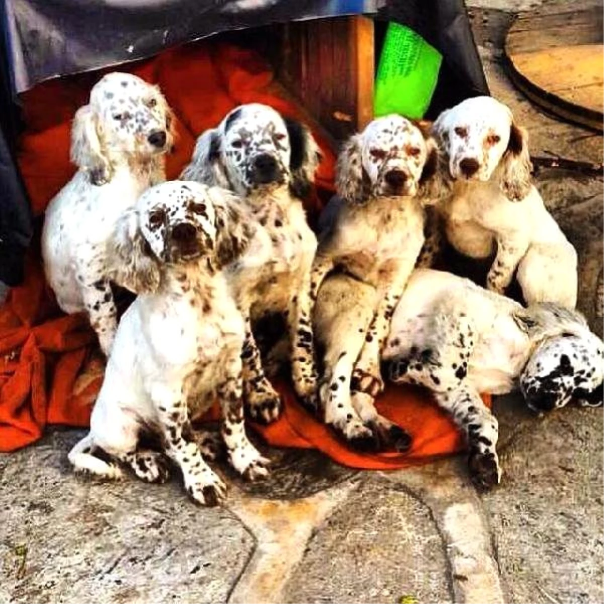 Yavru Köpekler Annesiz Kaldı