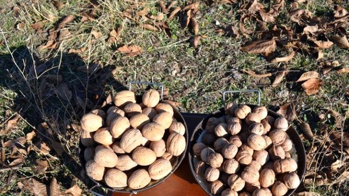 Adilcevaz\'da Üretilen Ceviz Büyüklüğüyle Şaşırttı
