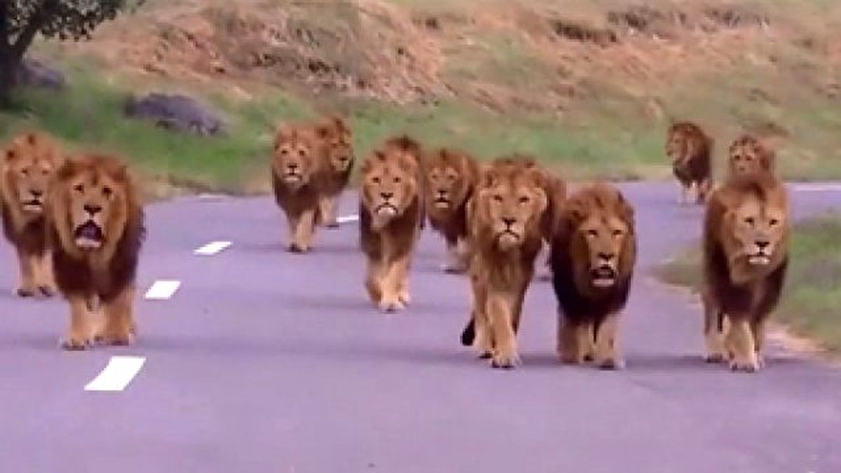 Aslan Çetesi Ortaya Çıkarsa