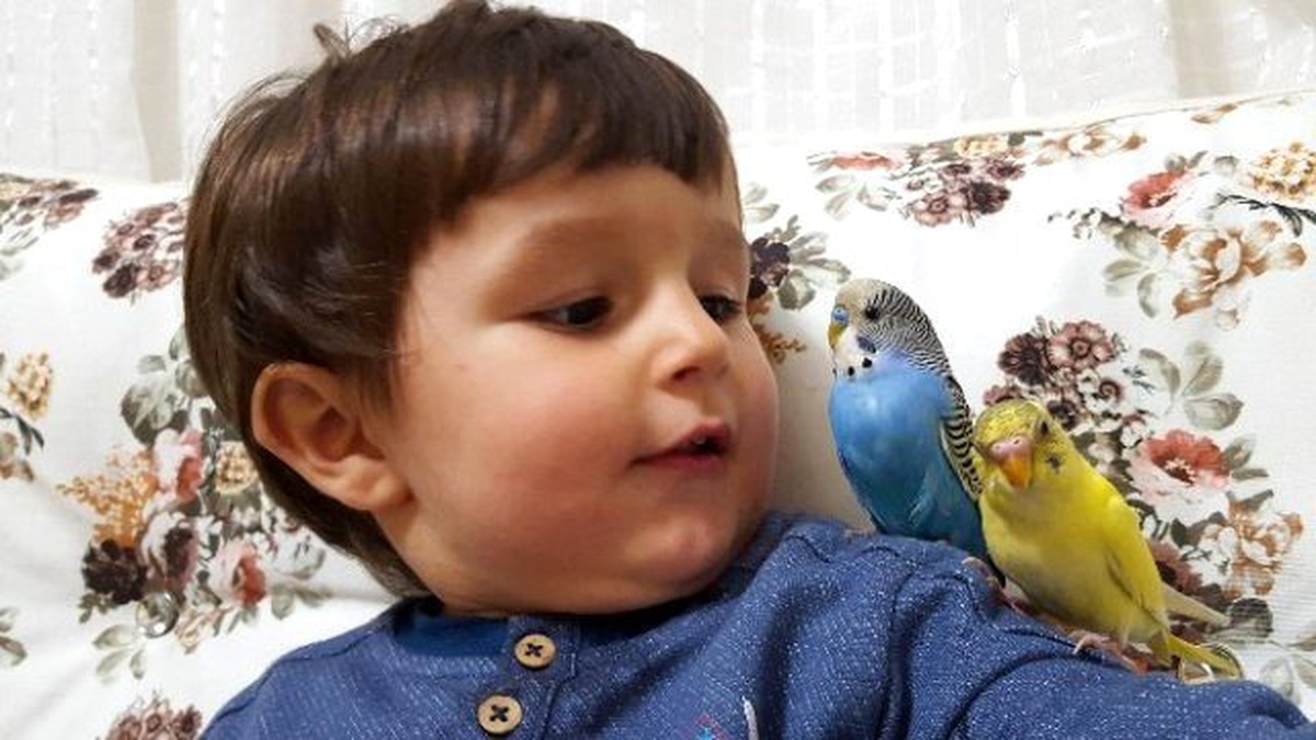 Minik Çocuğun Muhabbet Kuşlarıyla İlginç Diyaloğu