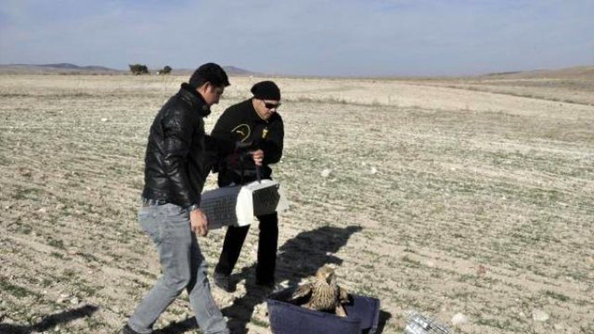 Tedavi Edilen 2 Kaya Kartalı Doğaya Salındı