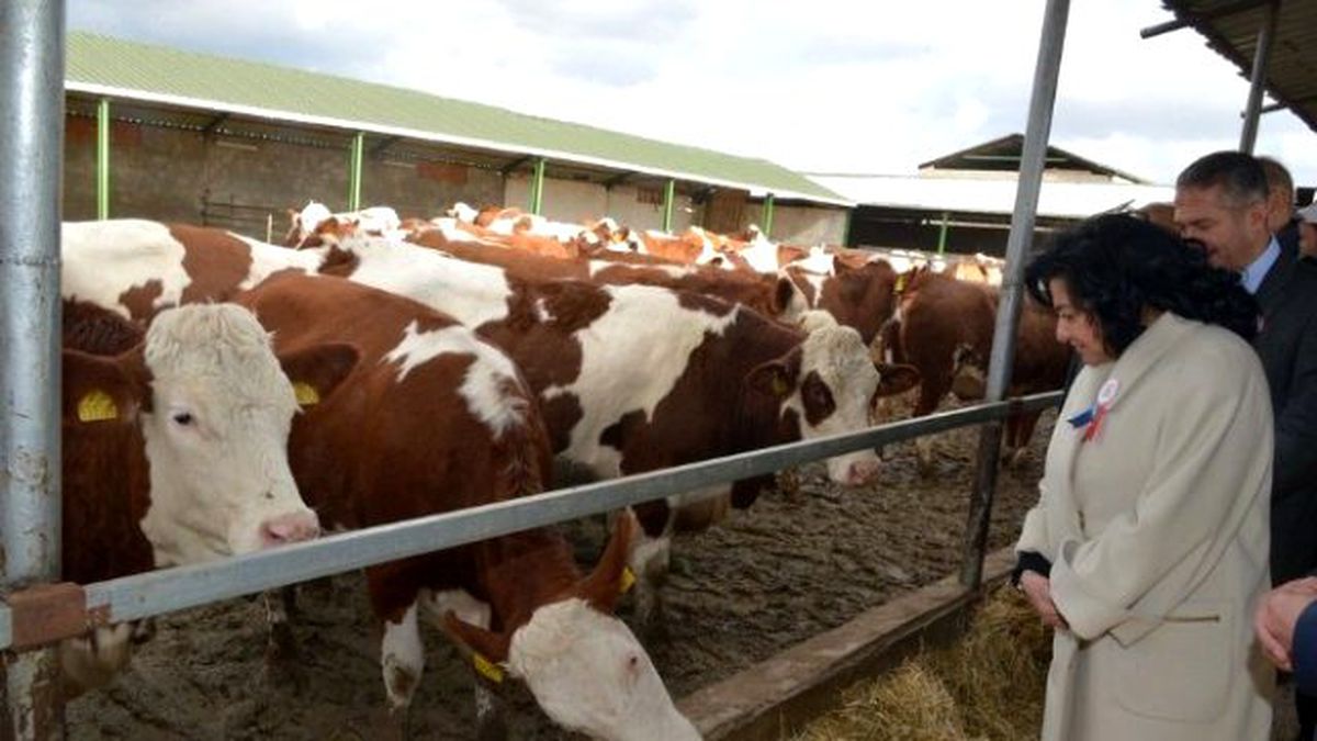 260 Adet Simental Irkı Gebe Düve Dağıtıldı