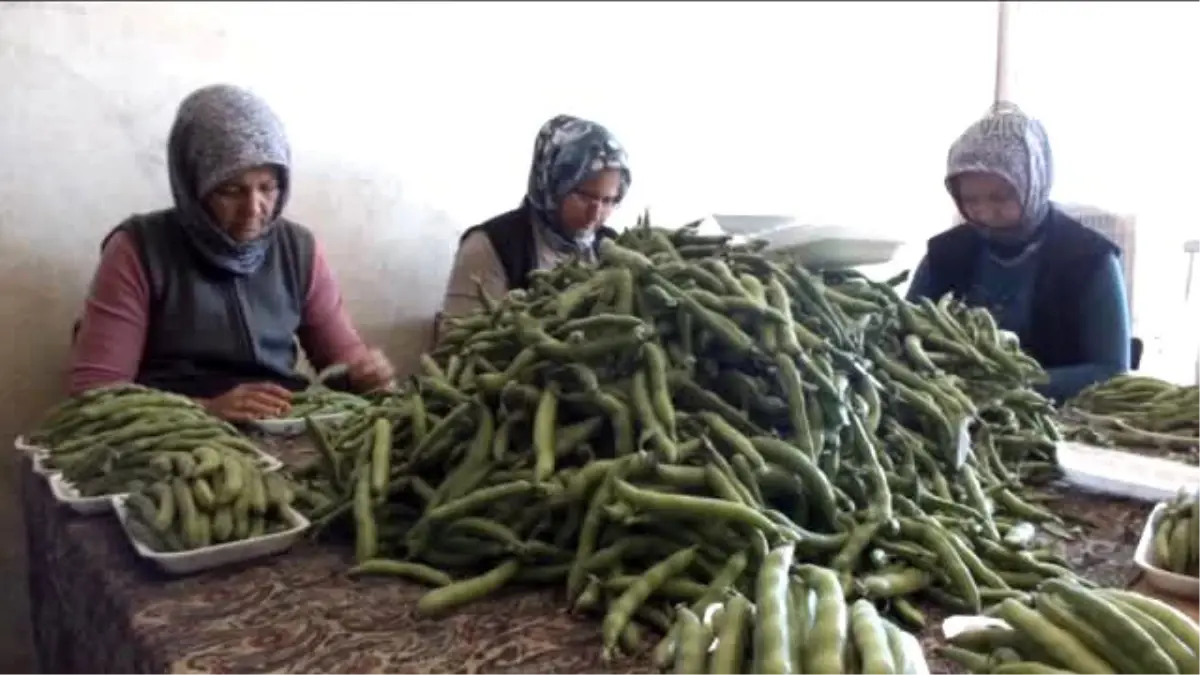 Bakla, Üreticisinin Yüzünü Güldürüyor -