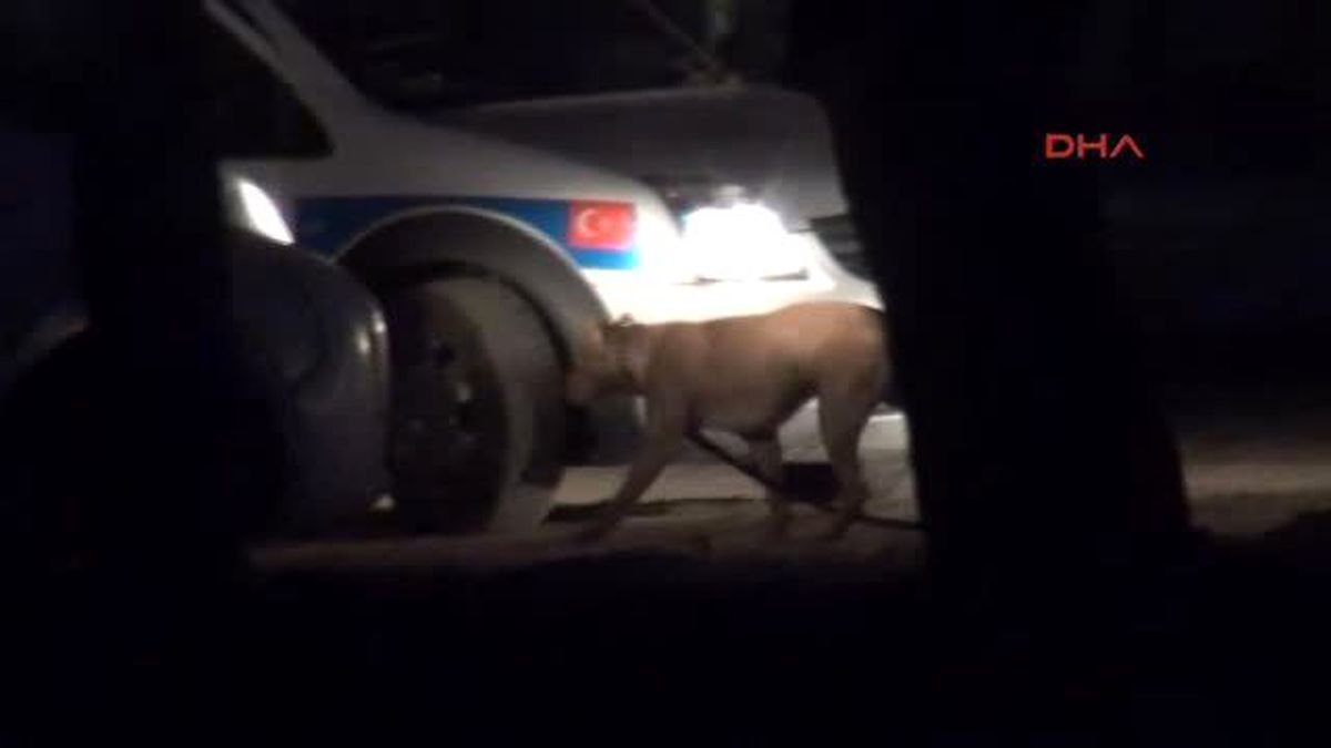 Pitbull Cinsi Köpek, Bayılan Sahibinin Yanına Kimseyi Yaklaştırmadı