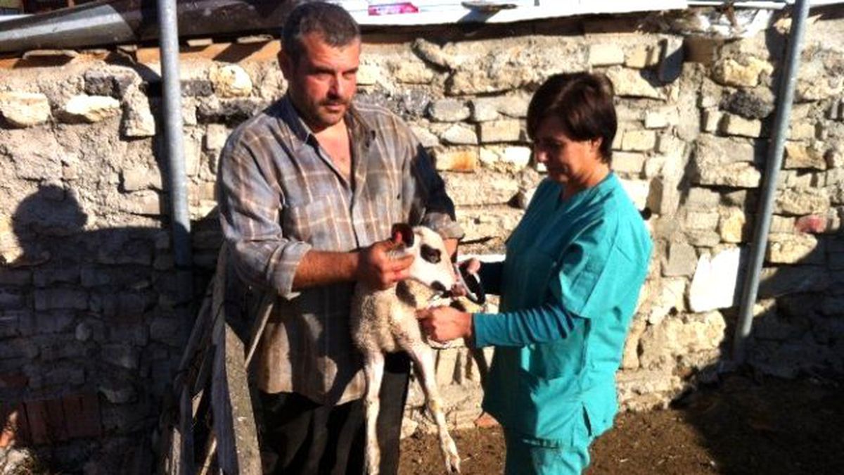 Küçükbaş Brucella Aşılaması Başladı