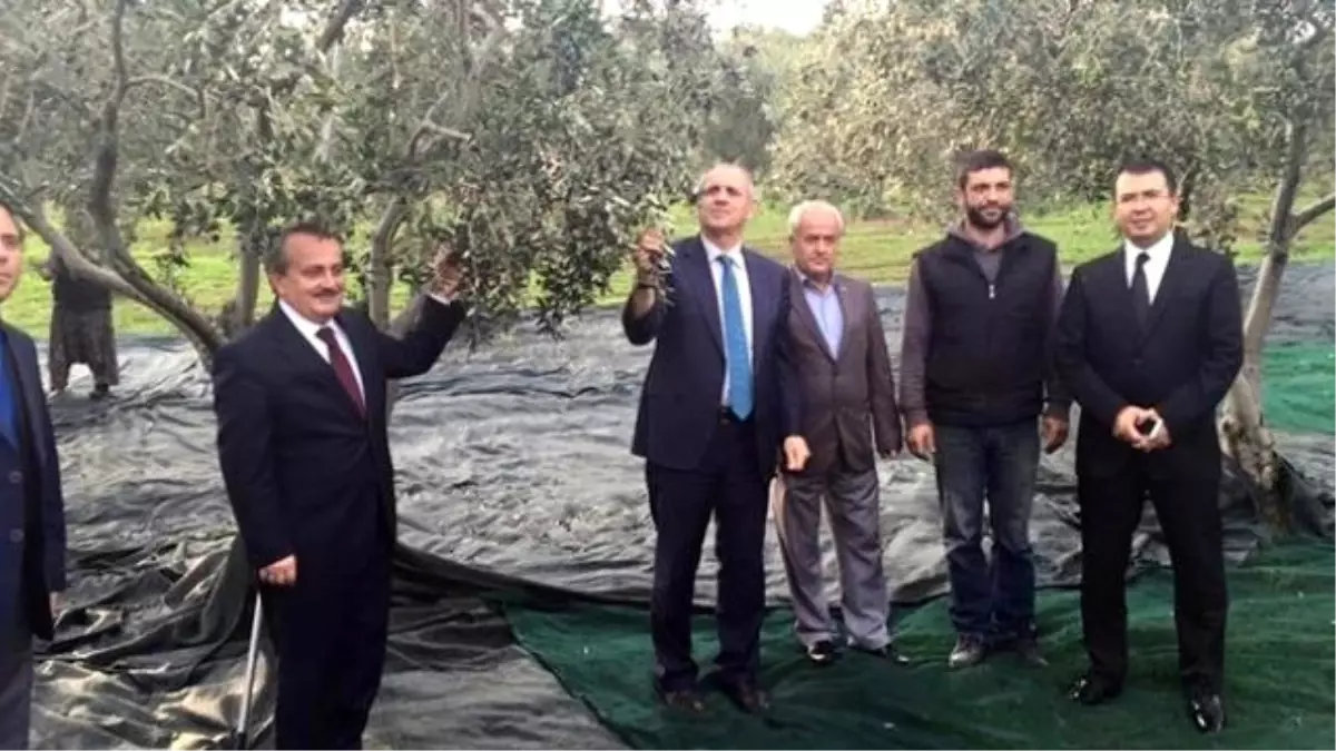 Tekirdağ\'da Son Yılların En Yüksek Zeytin Rekoltesi Hasat Oluyor