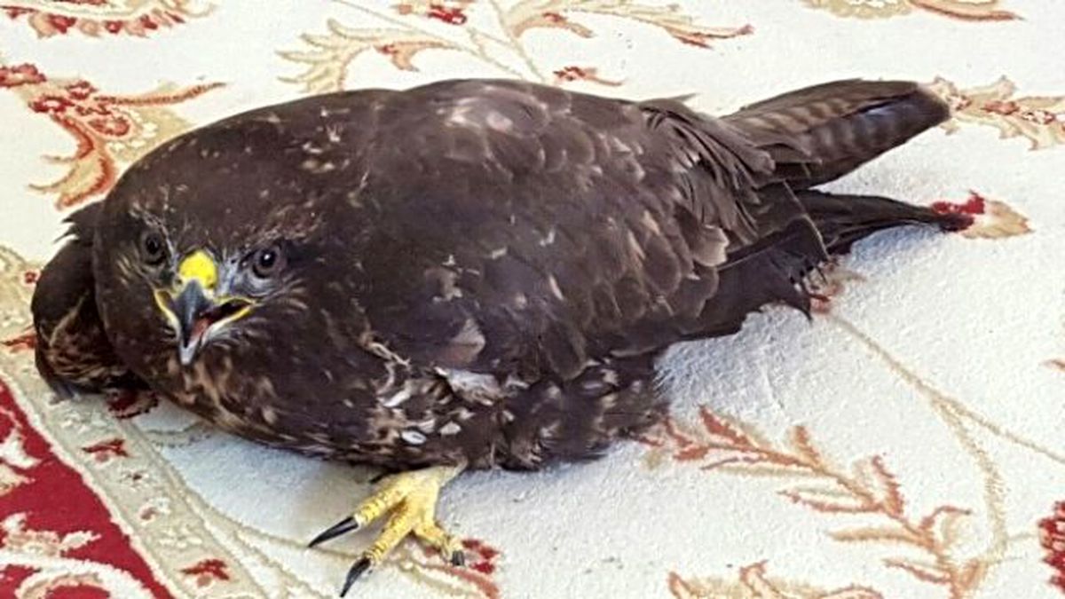 Yaralı Şahin Ormancılar Tarafından Hayata Döndü