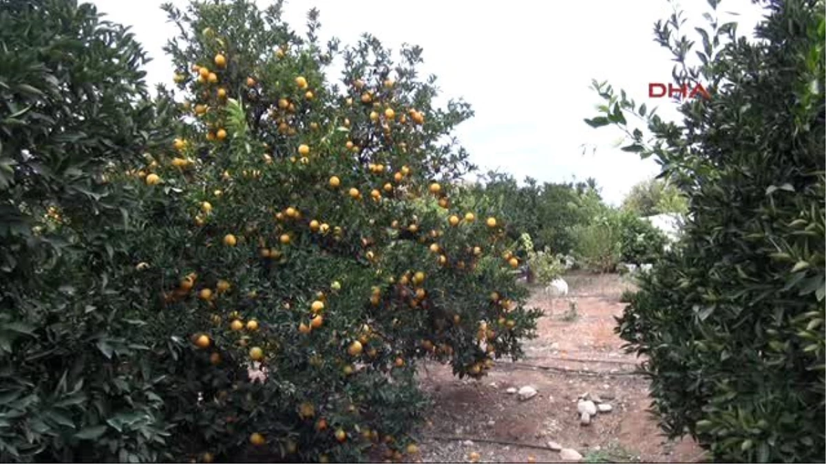 Mersin - Narenciyede Rus Krizi Psikolojik Çöküntü Yarattı