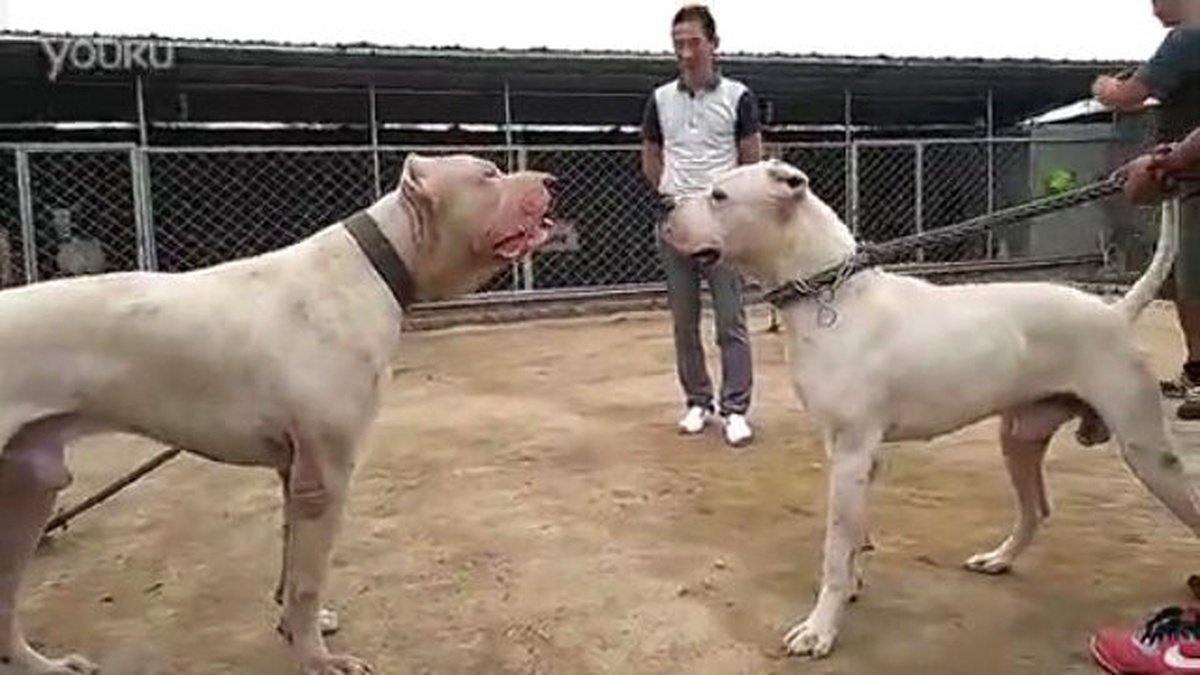 Pitbull ve Arjantin Dogo Karşı Karşıya