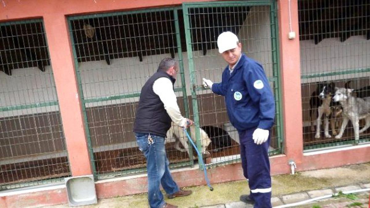 Sahipsiz Sokak Hayvanları İçin Sağduyu Çağrısı