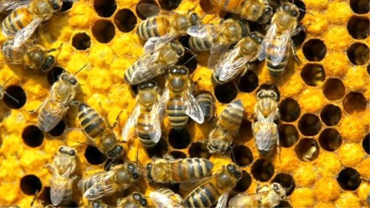 Aç Kalan Eşek Arıları, Bal Arılarına Saldırdı