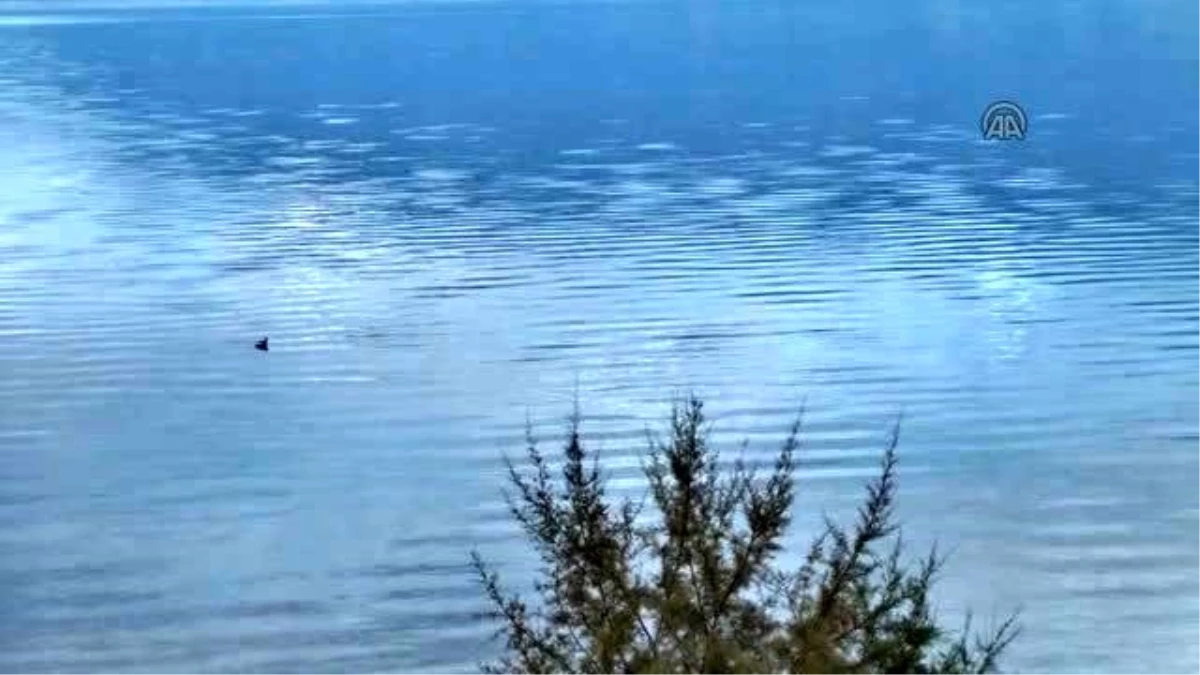 Ördek Otu, Burdur Gölü\'ndeki Faunayı Olumlu Etkiliyor"