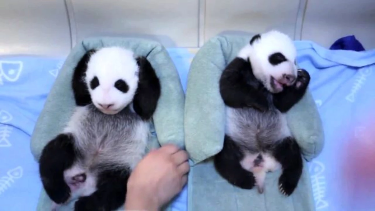 6 Haftalık Panda Yavruları