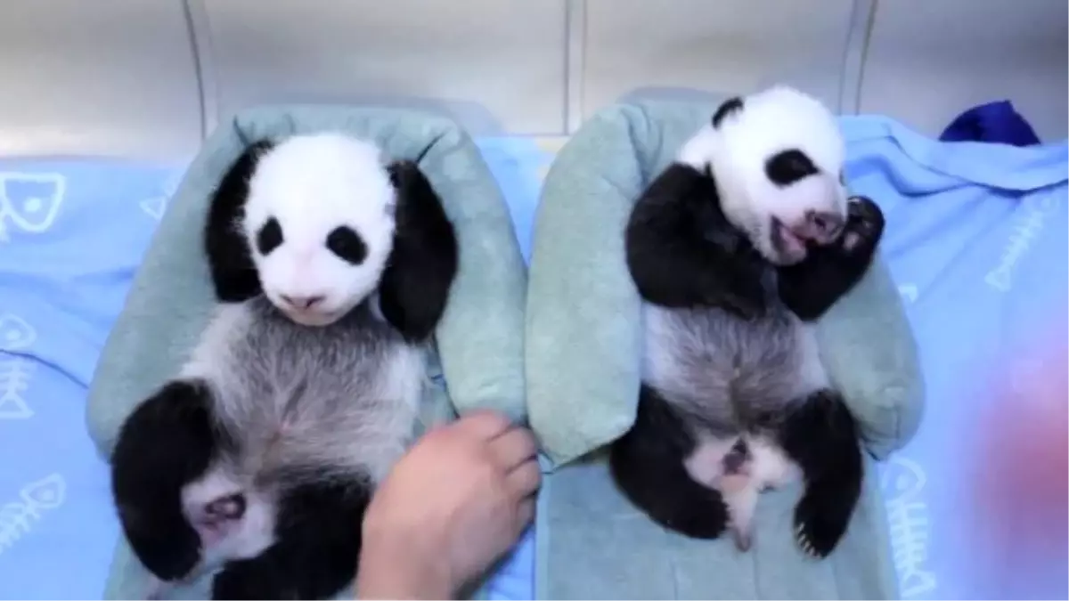 6 Haftalık Panda Yavruları