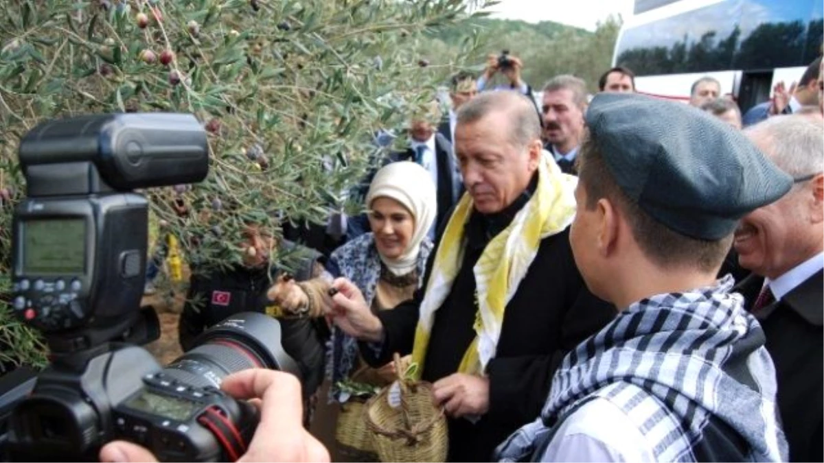 Cumhurbaşkanı Erdoğan ve Eşi, Zeytin Topladı
