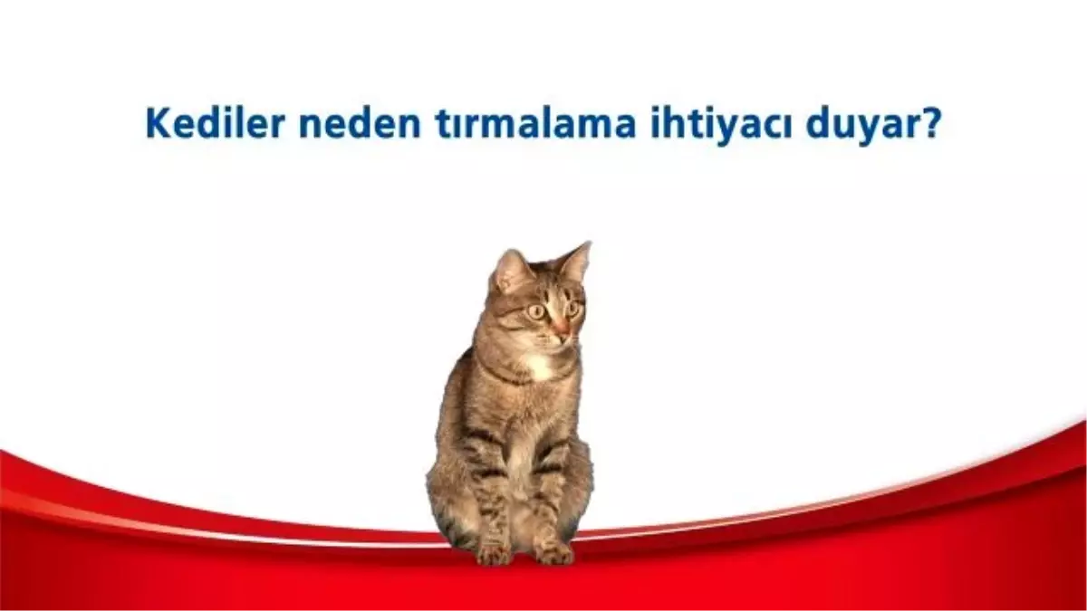 Kediler Niye Tırmalar?