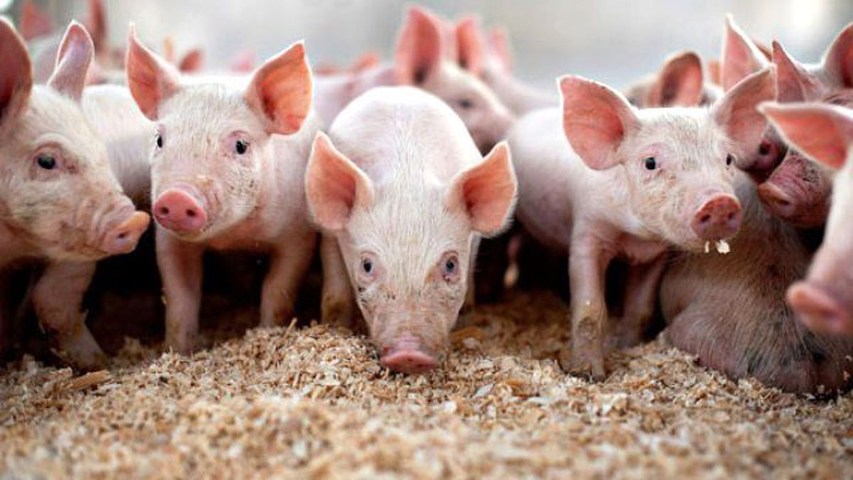 Türkiye Domuz Satacak