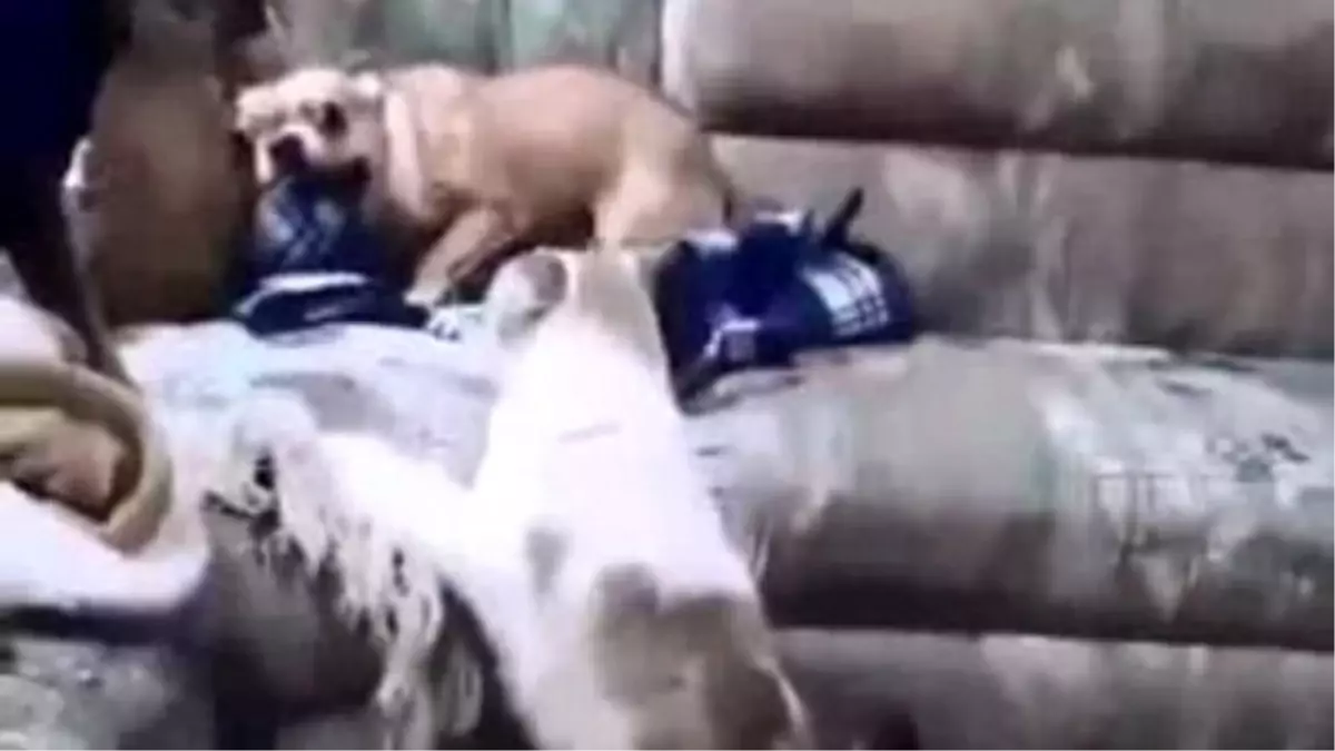 Kendisine Artislik Yapan Köpeği Muma Çeviren Kedi