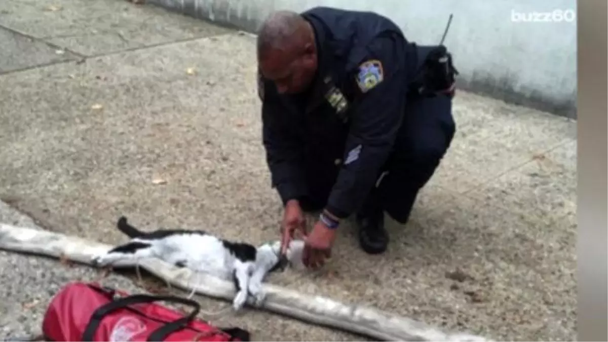 Cats Get Cpr After Being Rescued From House Fire