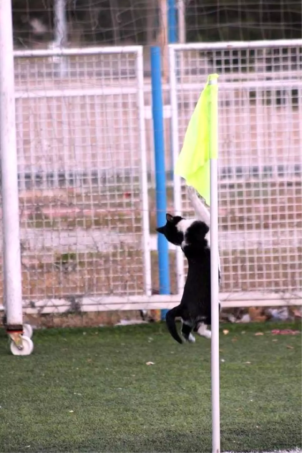 Kedi Sahaya Girdi, Korner Direğiyle Oynadı