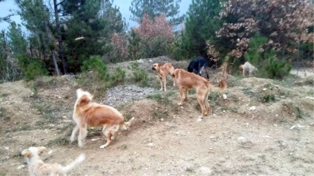 Sokak Köpeklerini Ormanda Açlığa Terk Ettiler