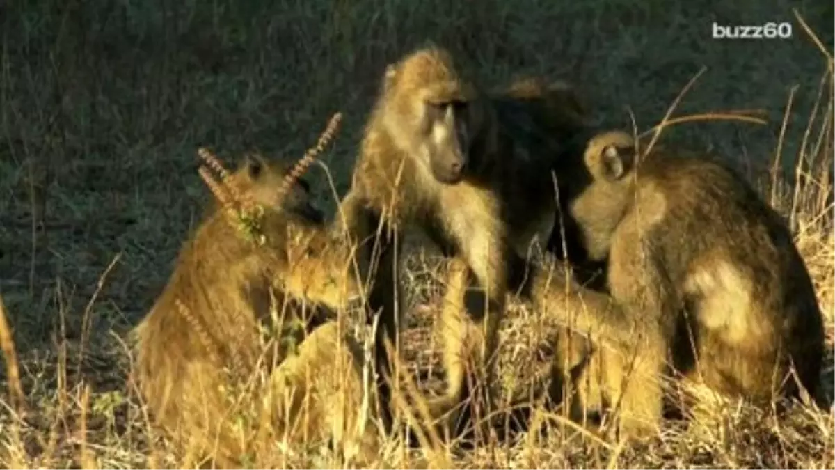 Female Baboons İn Epic Battle At Zoo