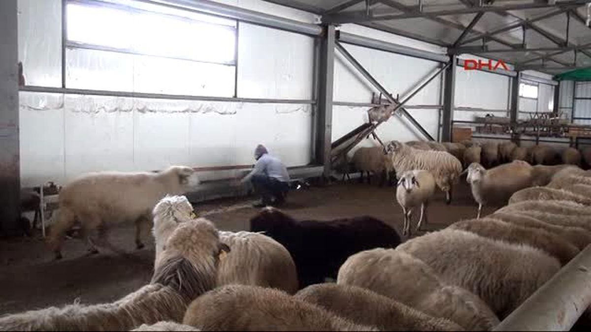 Tokat\'a Gürcistan\'dan İthal Çoban