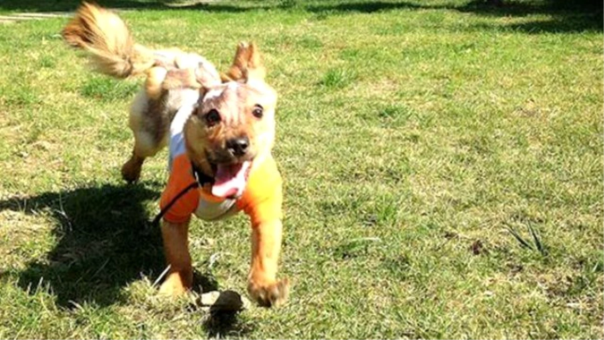 Sahibi, Köpeğini Haşladı Ardından Dördüncü Kattan Attı