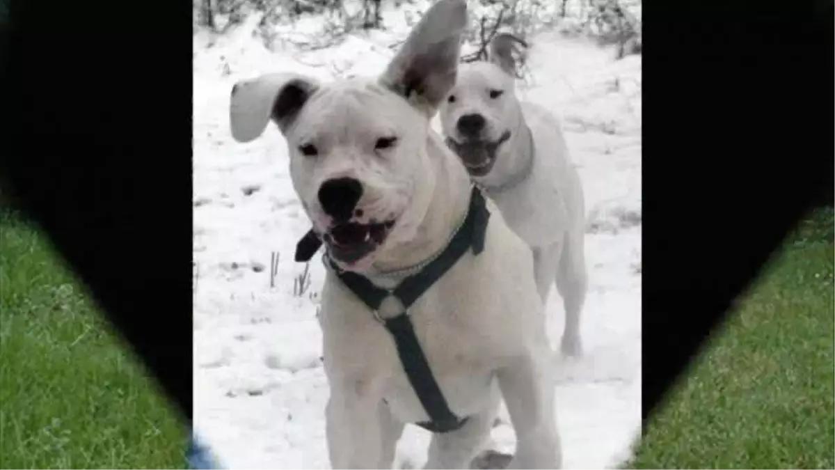 Dogo Argentino Cinsi Köpek