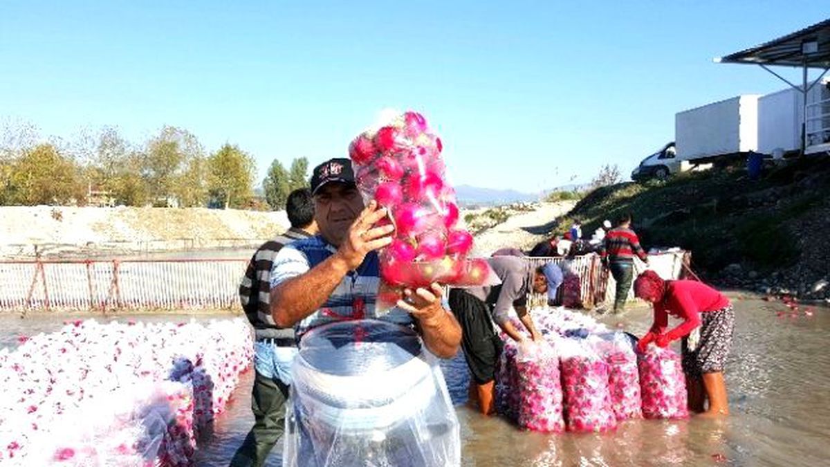 Kırmızı Altın" Hasadı Başladı