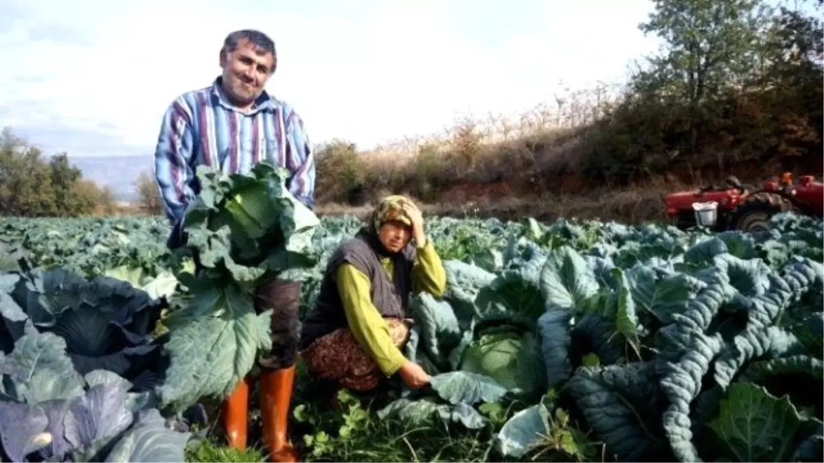 Kışlık Sebzeleri Doğal Olarak Üretiyor