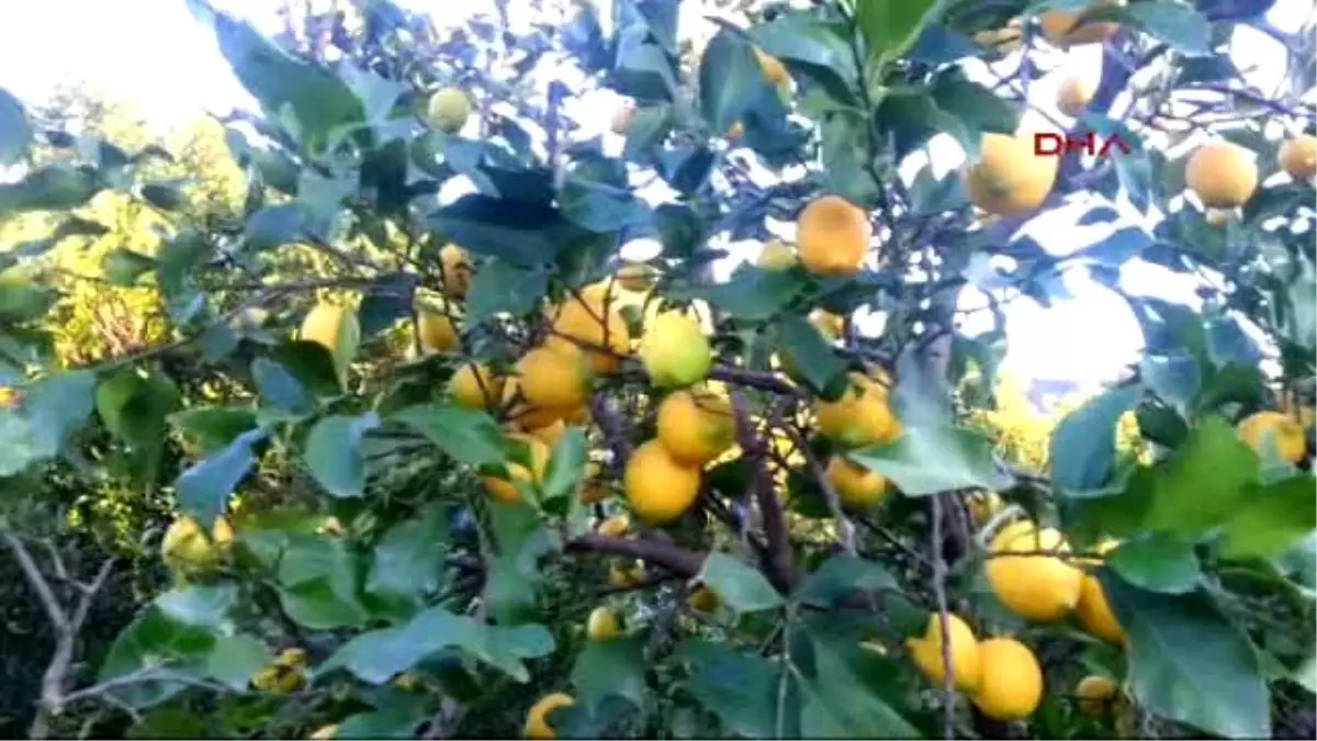 Muğla Tarımına Rusya Bombası