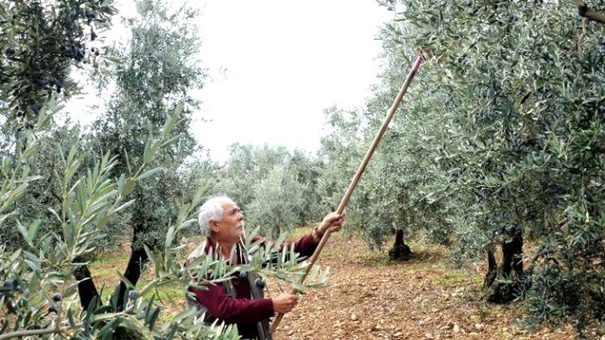 Osmangazi\'den Zeytin Yağı Üreticisine Destek