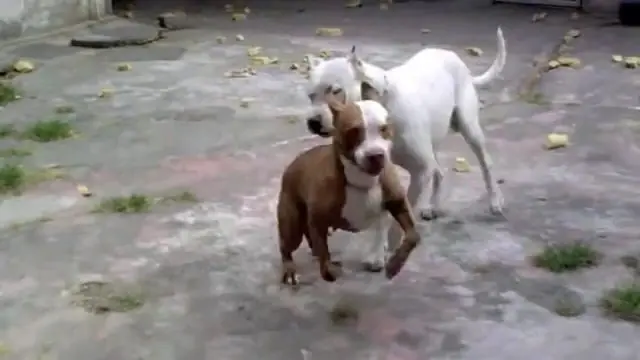 Pitbull Ve Dogo Argentino Kapismasi Son Dakika