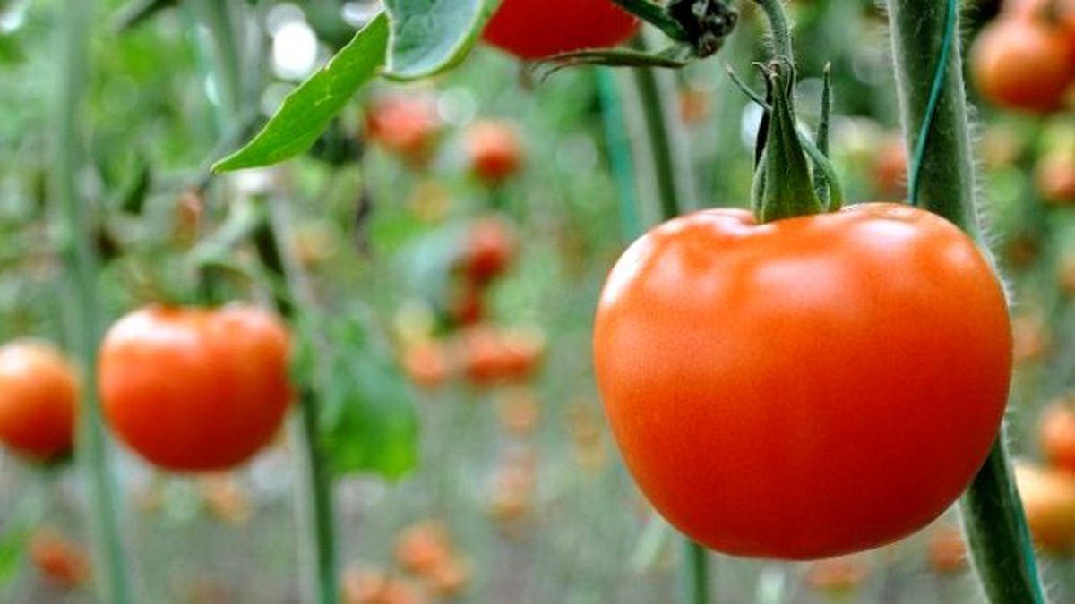 Kardeş Ülkeden Rus Krizinde, Türkiye'ye Destek