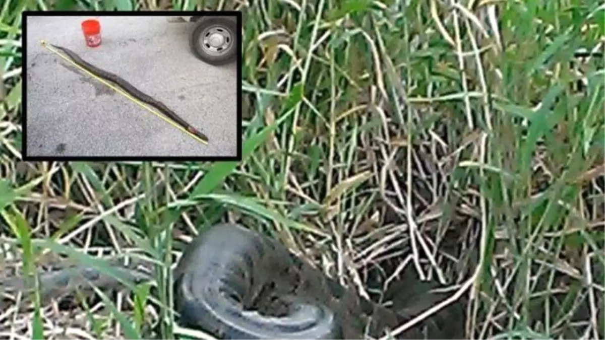 3 Metrelik Dev Yılanı Gözlerini Kırpmadan Öldürdüler