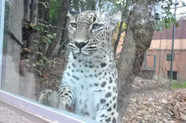 Darica Hayvanat Bahcesi 3 Bin 600 Tur Ile Turkiye De Rekora Kosuyor Son Dakika