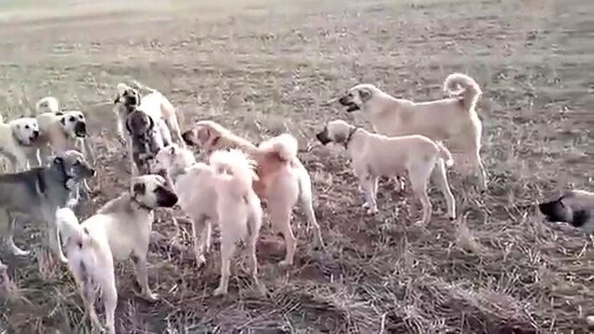Kangal Sürüsü Kapışması!