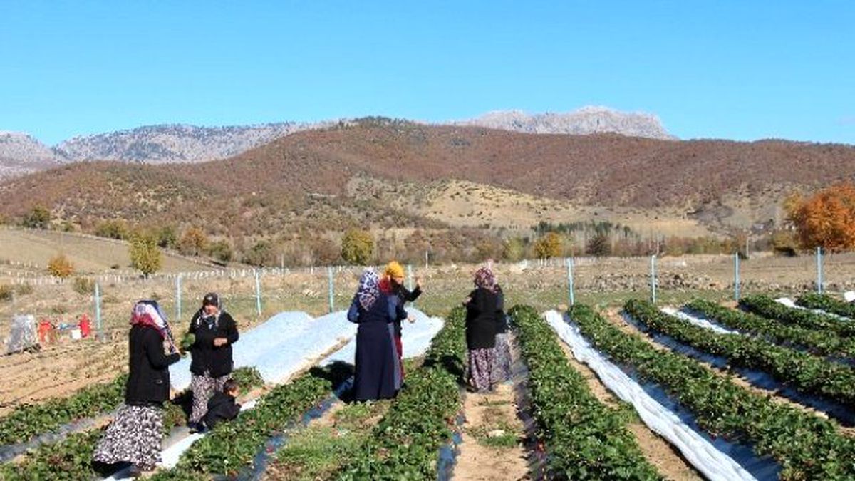Kasım Ayında Çilek Hasadı