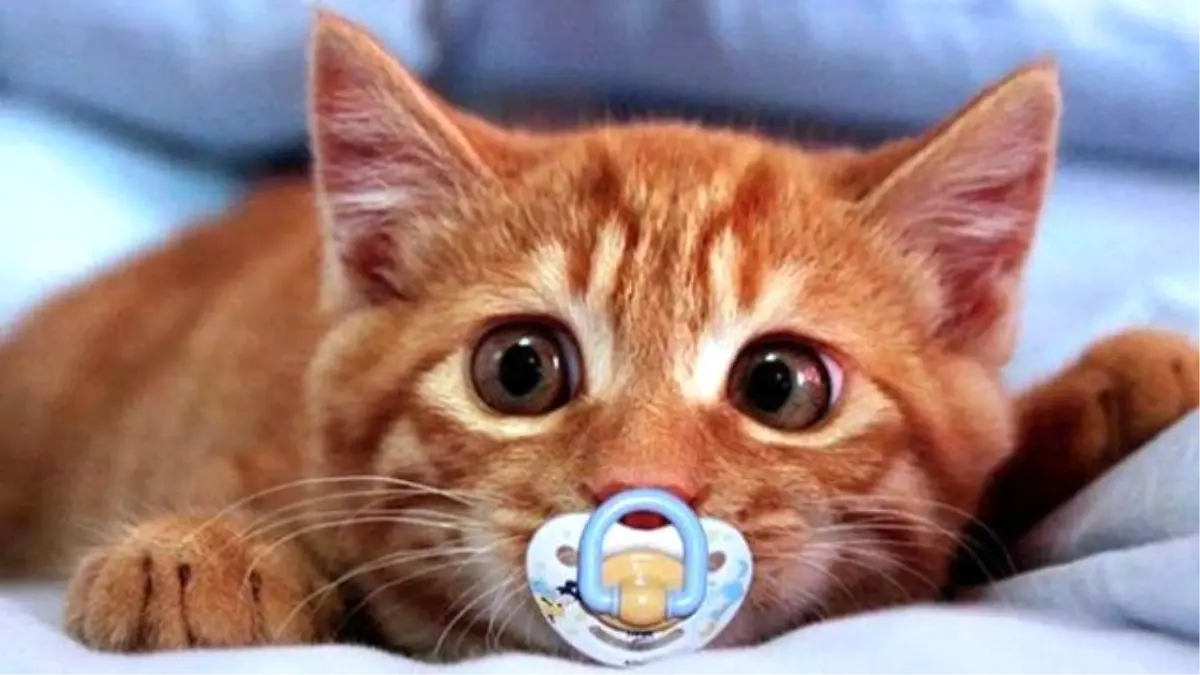 Kedi Emziren İsveçli Kadınlara Hayvan Besleme Yasağı