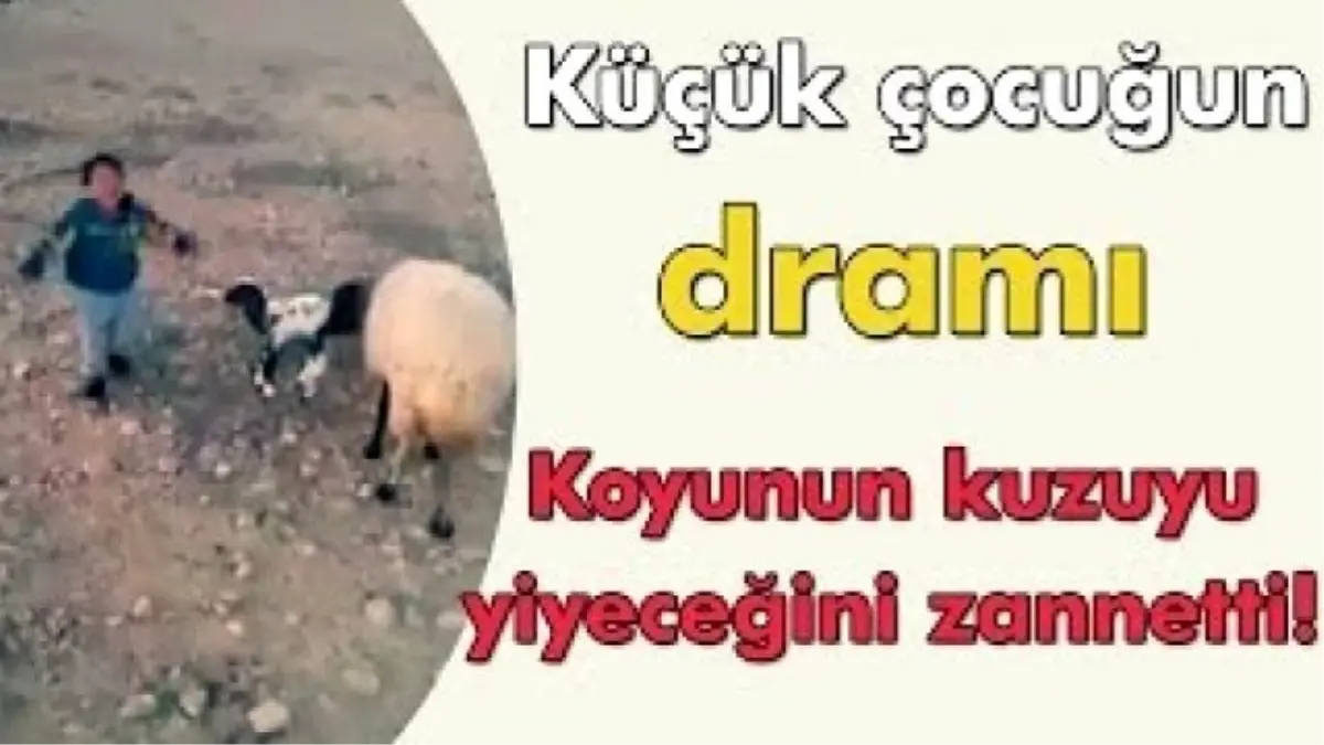 Koyunun Kuzuyu Yiyeceğini Zanneden Küçük Çocuğun Dramı