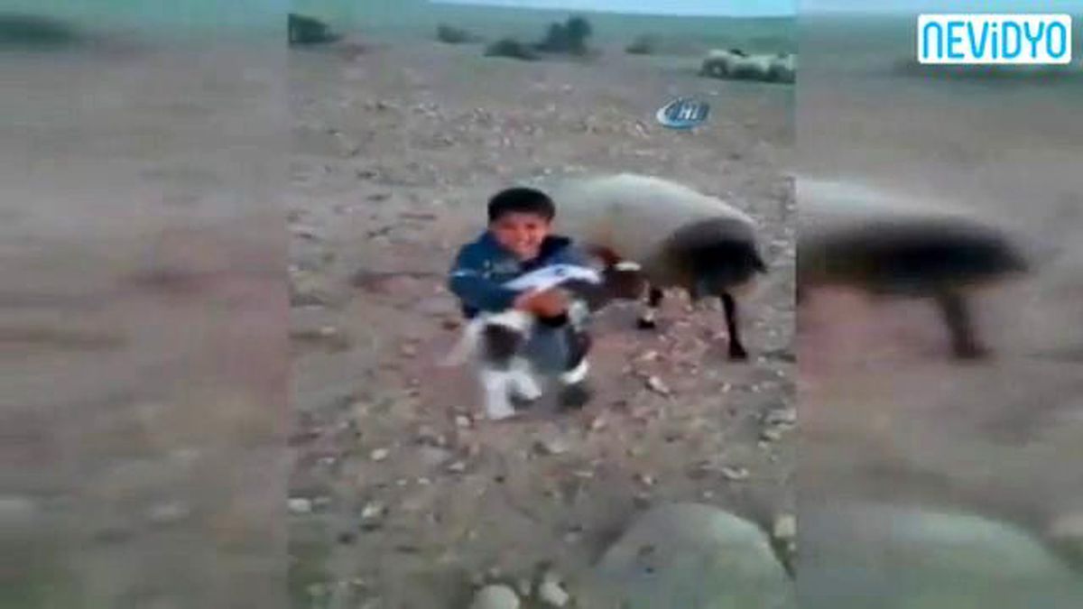 Kuzunu Yiyecek Sandı Ve...