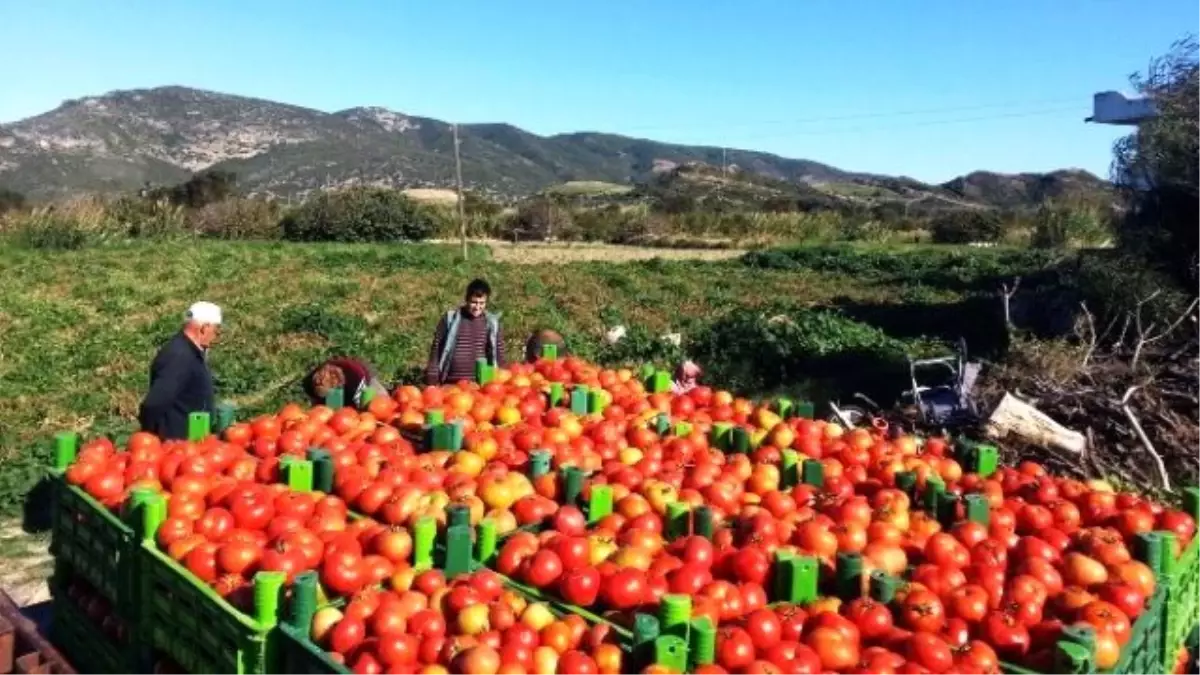 Sera Değil Tarla Domatesi