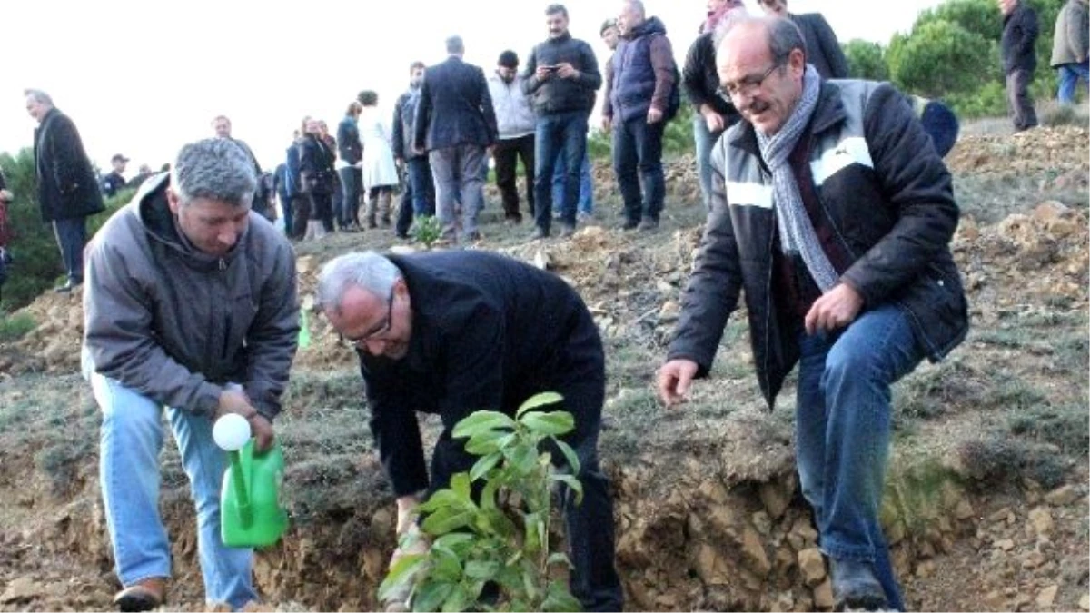 Tekirdağ\'a Şifa Ormanı